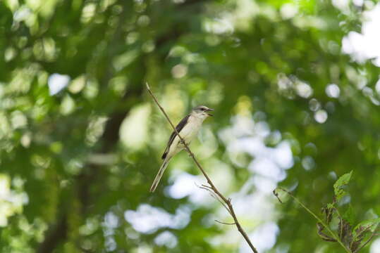 Image of Brown-rumped Minivet