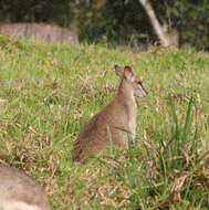 Image of Agile Wallaby