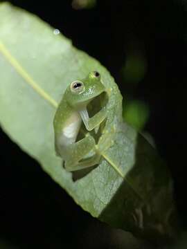 Image of Fleischmann's Glass Frog