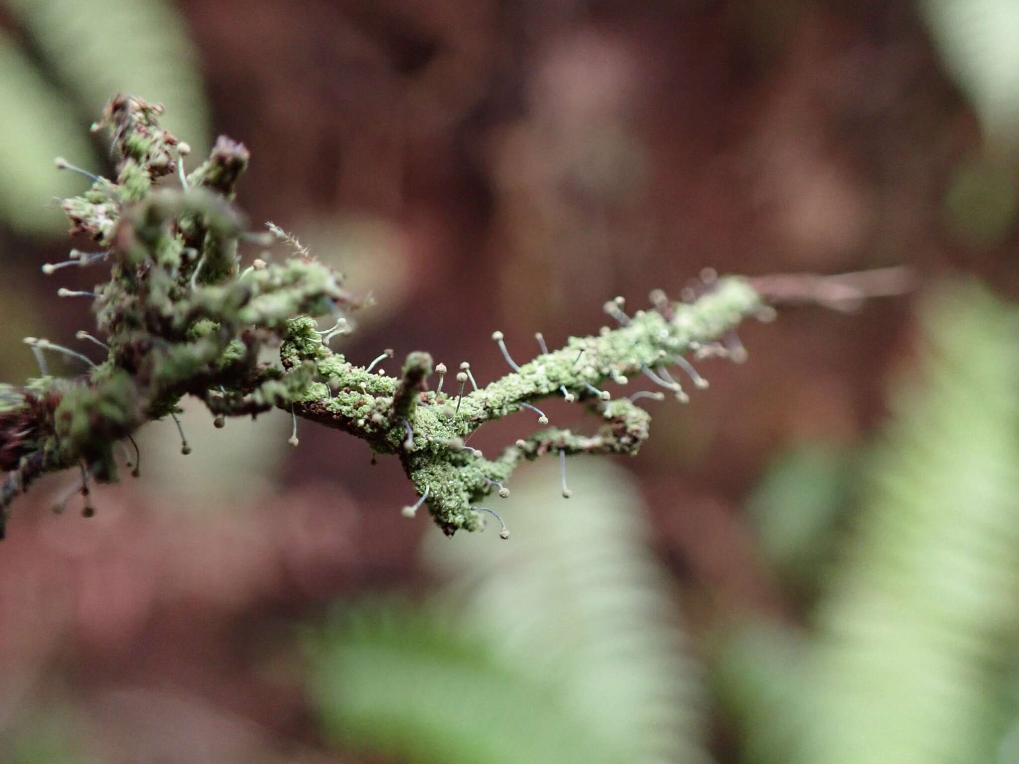 Image of needle lichen