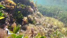 Image of Smooth Toadfish