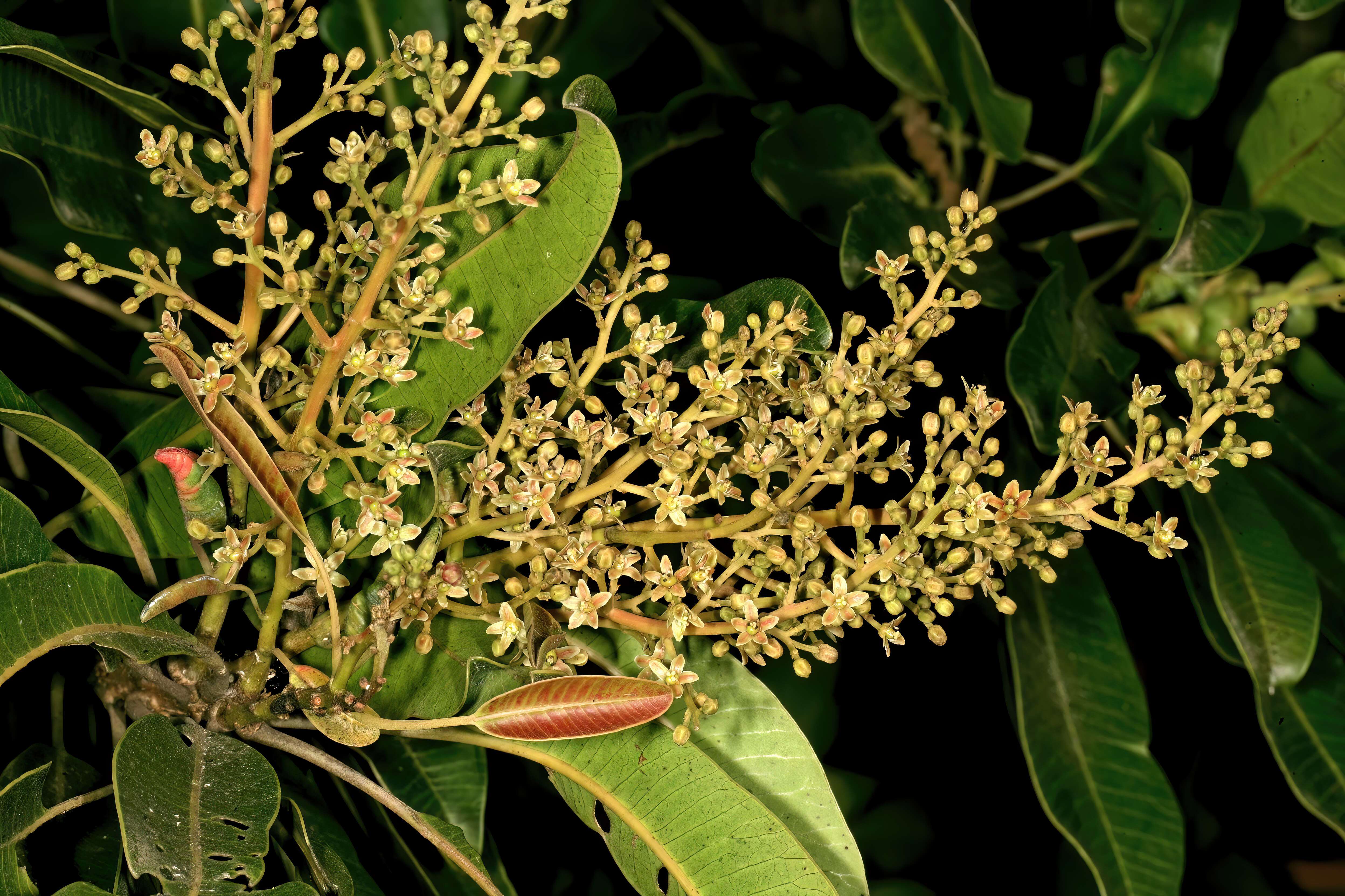 Image of Protorhus longifolia (Bernh.) Engl.