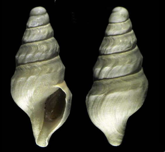 Image of Antarctospira badenpowelli (Dell 1990)