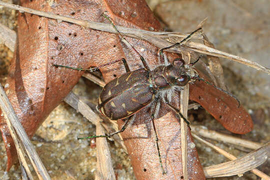 Image of Oblique-lined Tiger Beetle