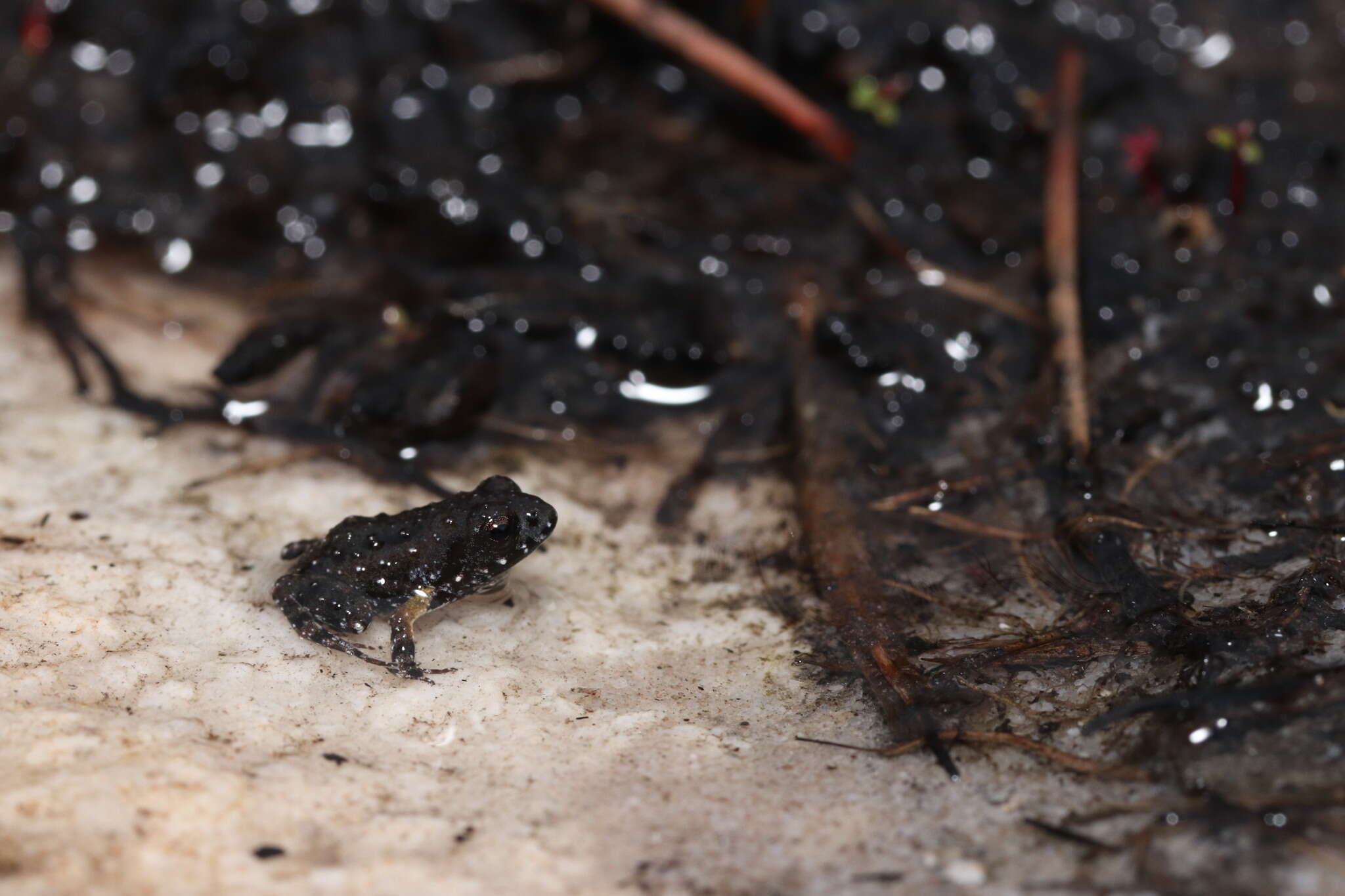 Image of De Villier’s Moss Frog