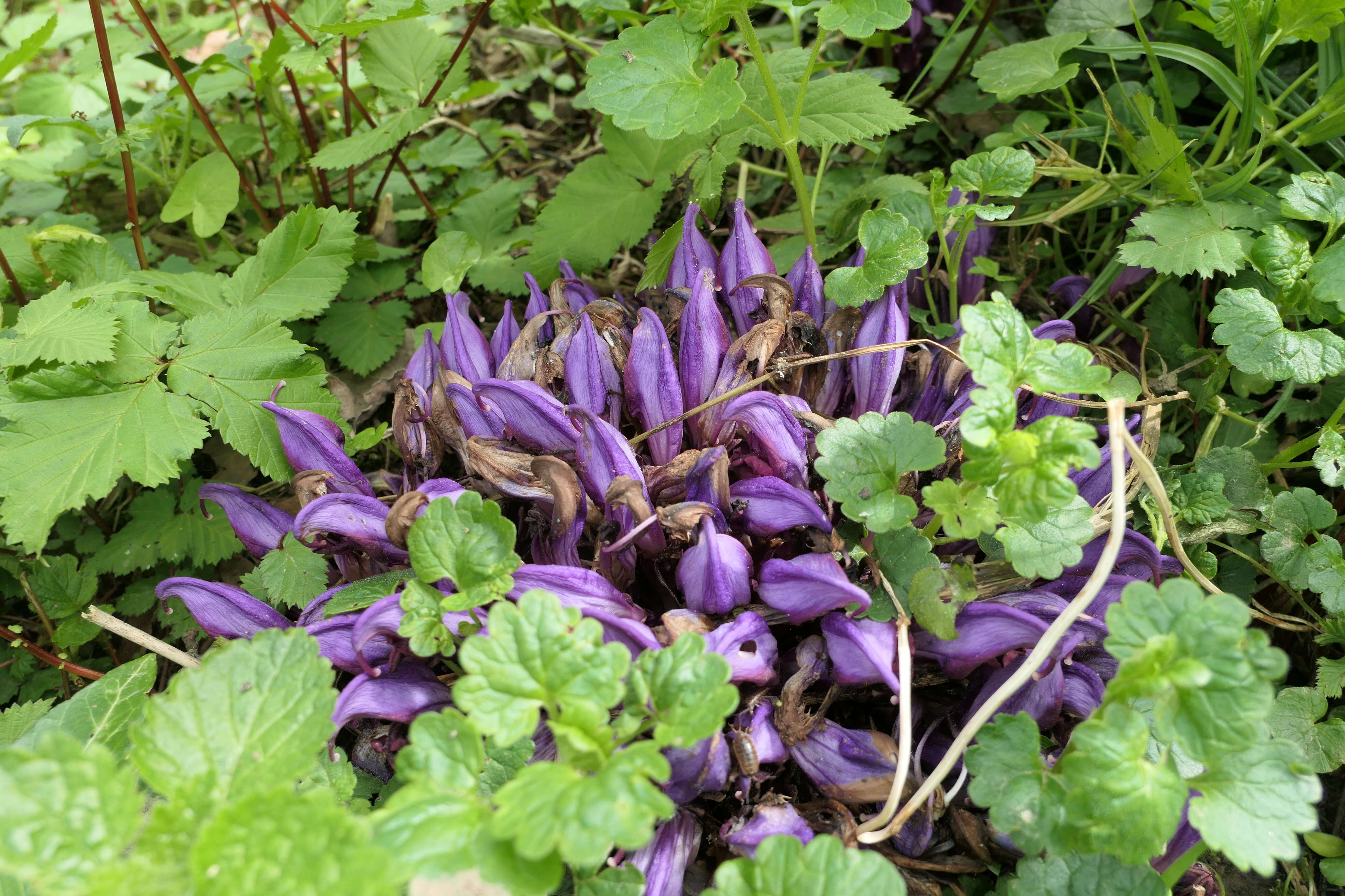 Image of Lathraea clandestina L.