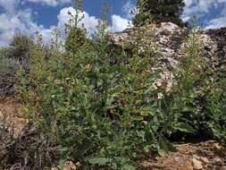 Image of desert figwort