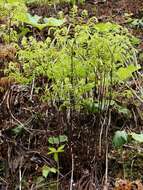 Image of Northern maidenhair fern