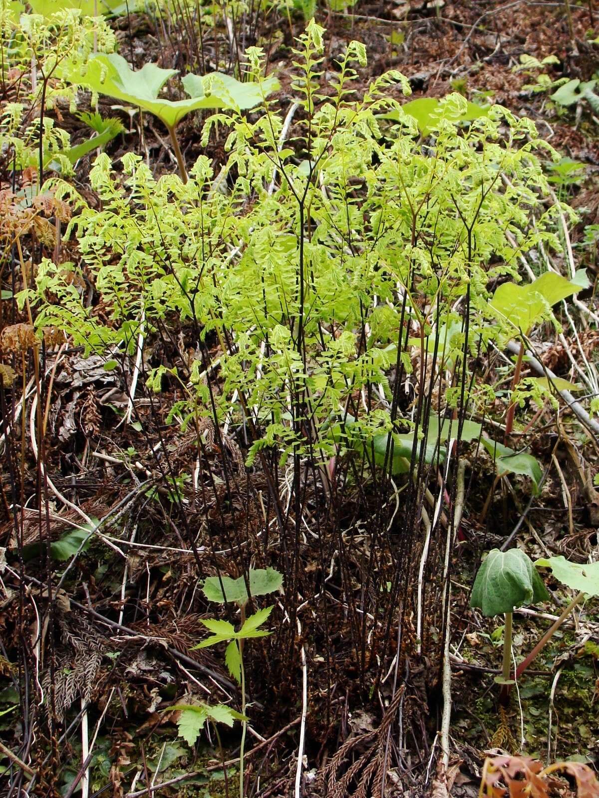 Image of Northern maidenhair fern