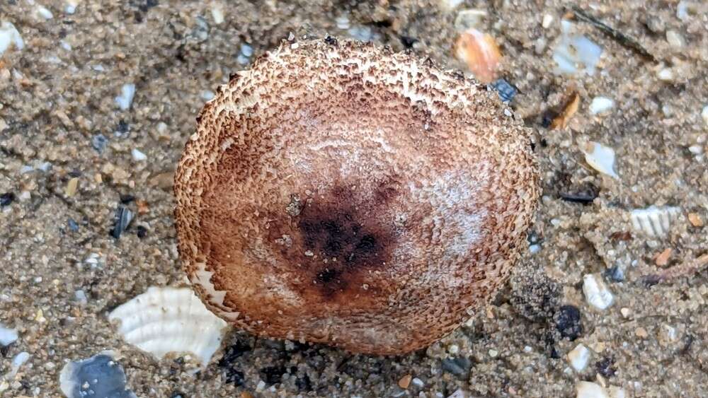 Imagem de Lepiota brunneolilacea Bon & Boiffard 1972