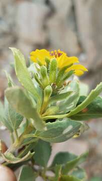 Sivun Encelia densifolia C. Clark & D. W. Kyhos kuva