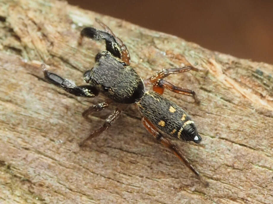 Image of Metacyrba punctata (Peckham & Peckham 1894)