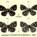 Image of Micropentila ugandae