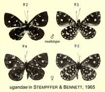 Image of Micropentila ugandae