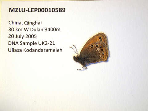 Image of Coenonympha amaryllis Cramer 1782