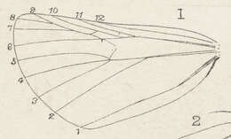 Image of Metacrias erichrysa Meyrick 1887