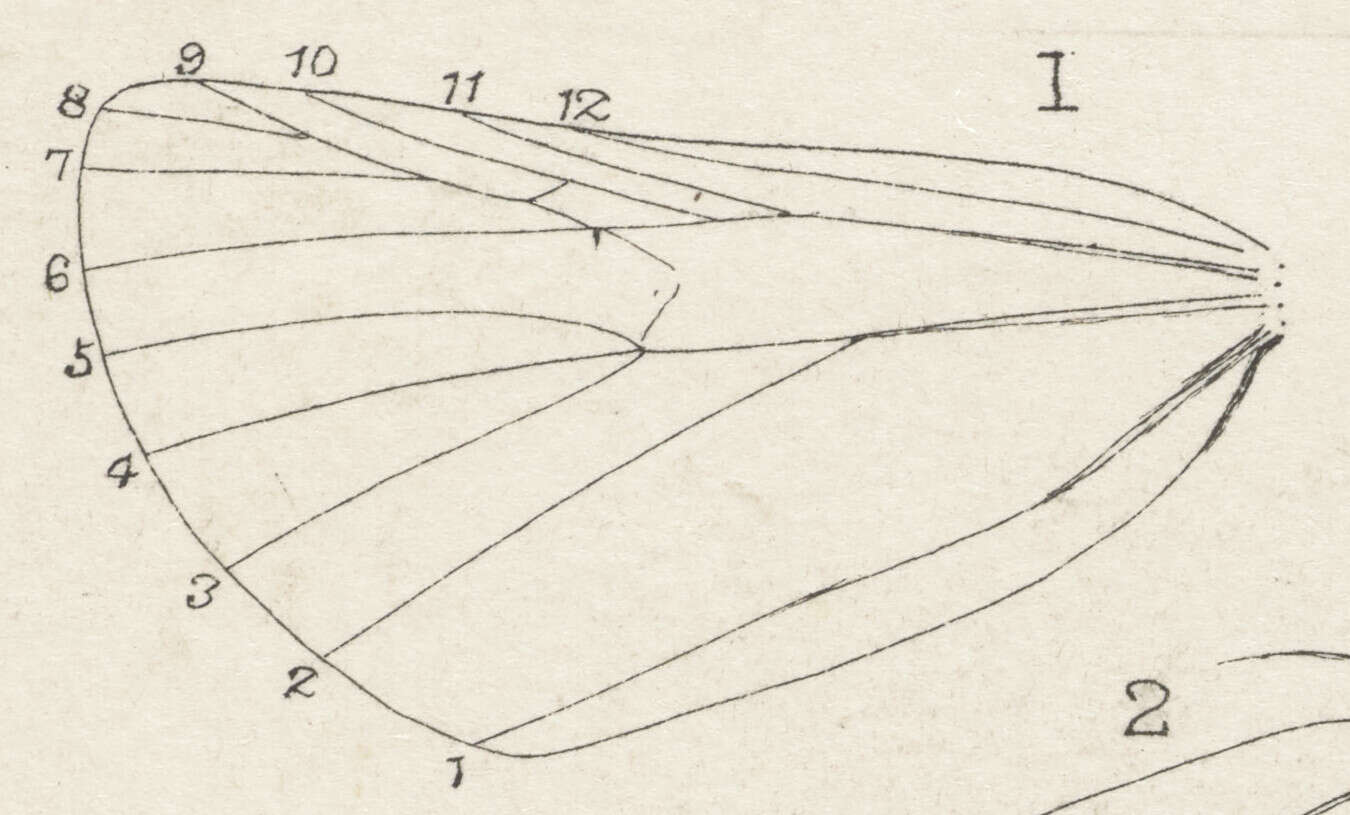 Image of Metacrias erichrysa Meyrick 1887