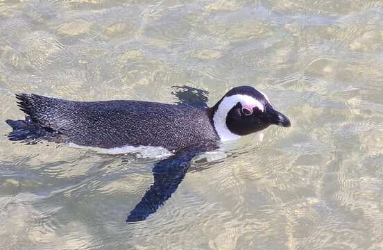 Image of African Penguin