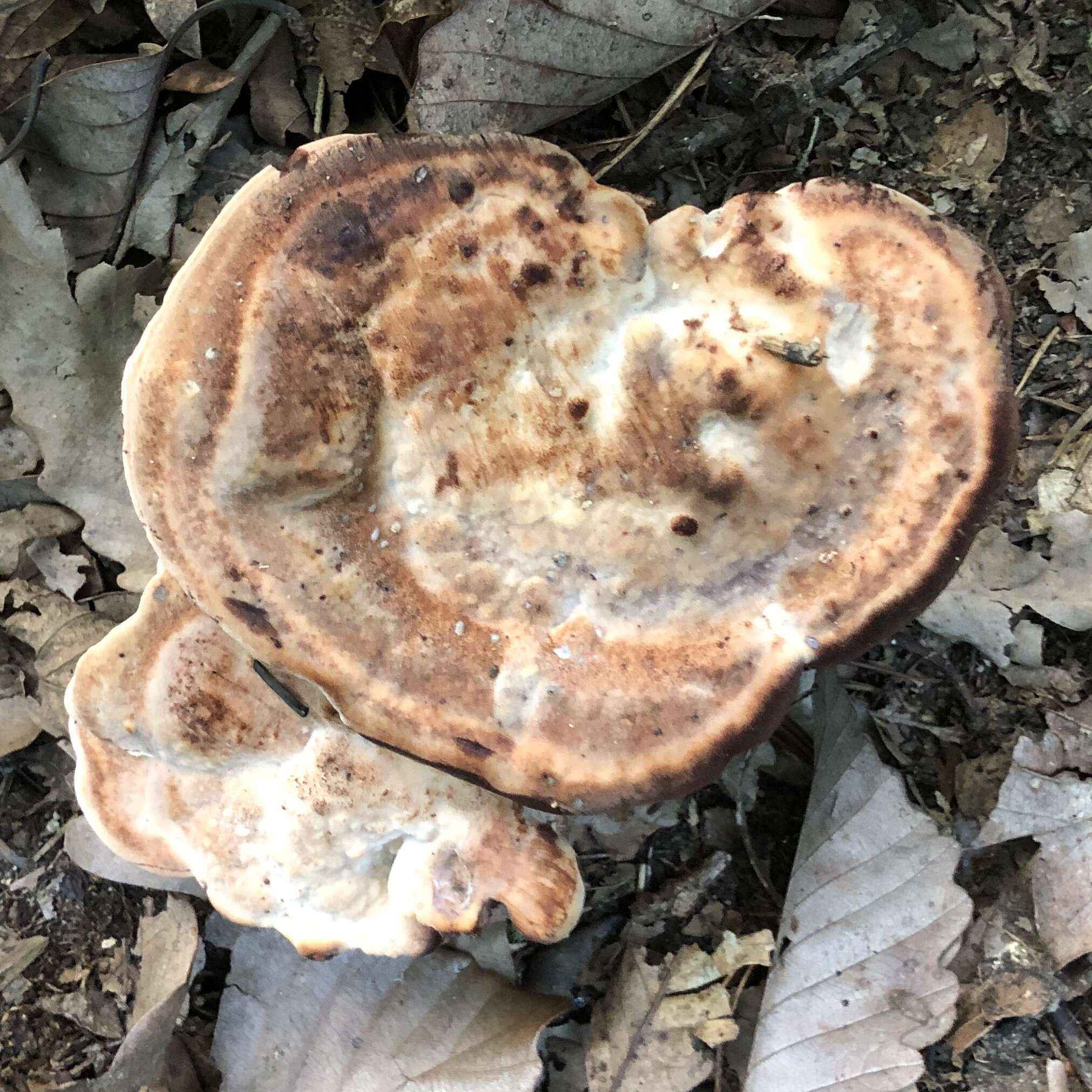 Image of Laetiporus persicinus (Berk. & M. A. Curtis) Gilb. 1981