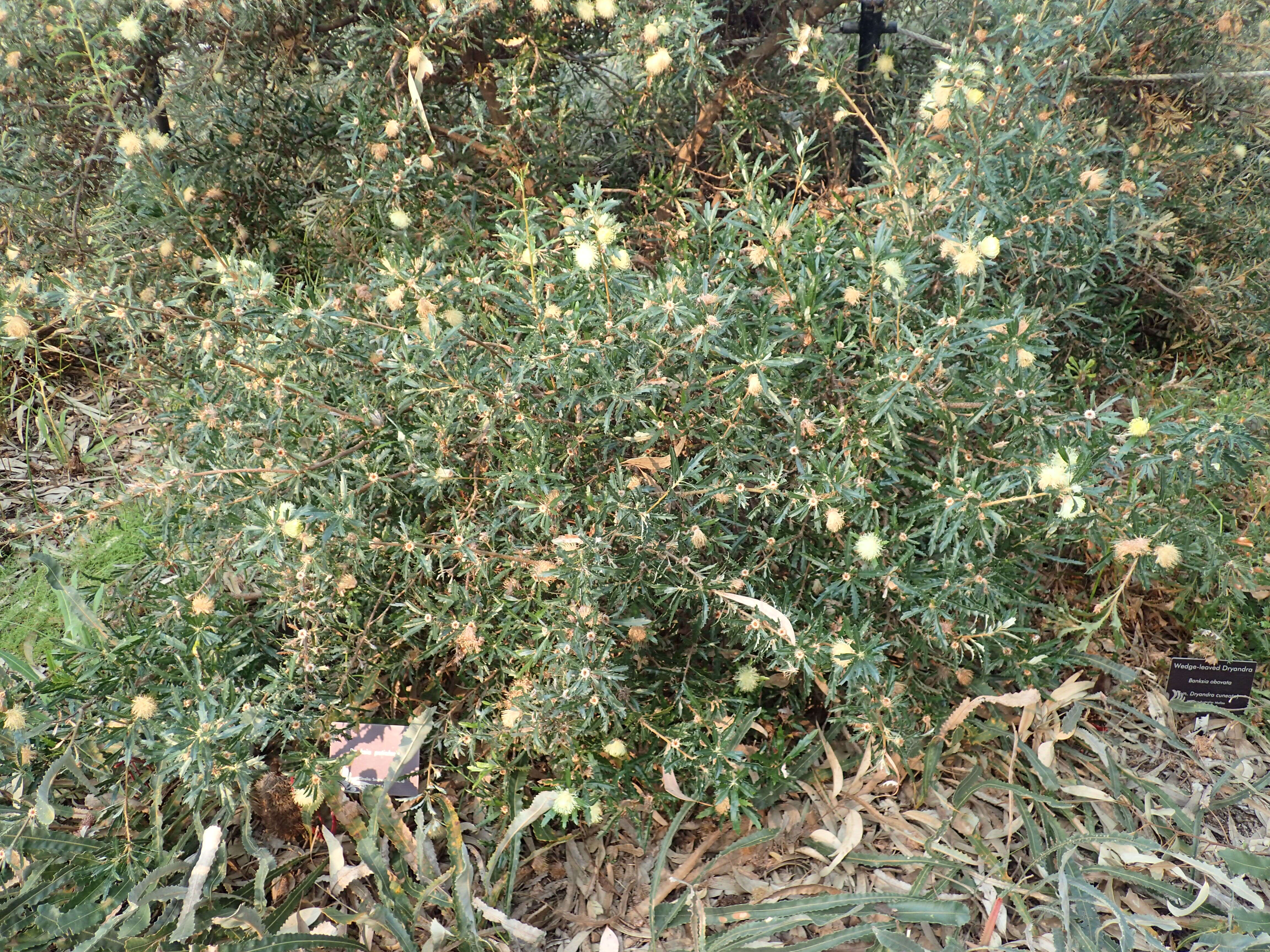 Image of Banksia obovata A. R. Mast & K. R. Thiele