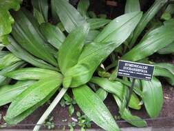 Image of Hymenocallis eucharidifolia Baker