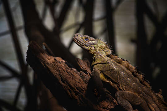 Image of Crested Lizard