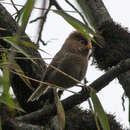 Image of Three-toed Parrotbill