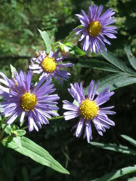 Image of Aster maackii Regel