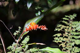 Image of Pitcairnia brittoniana (Mez) Mez