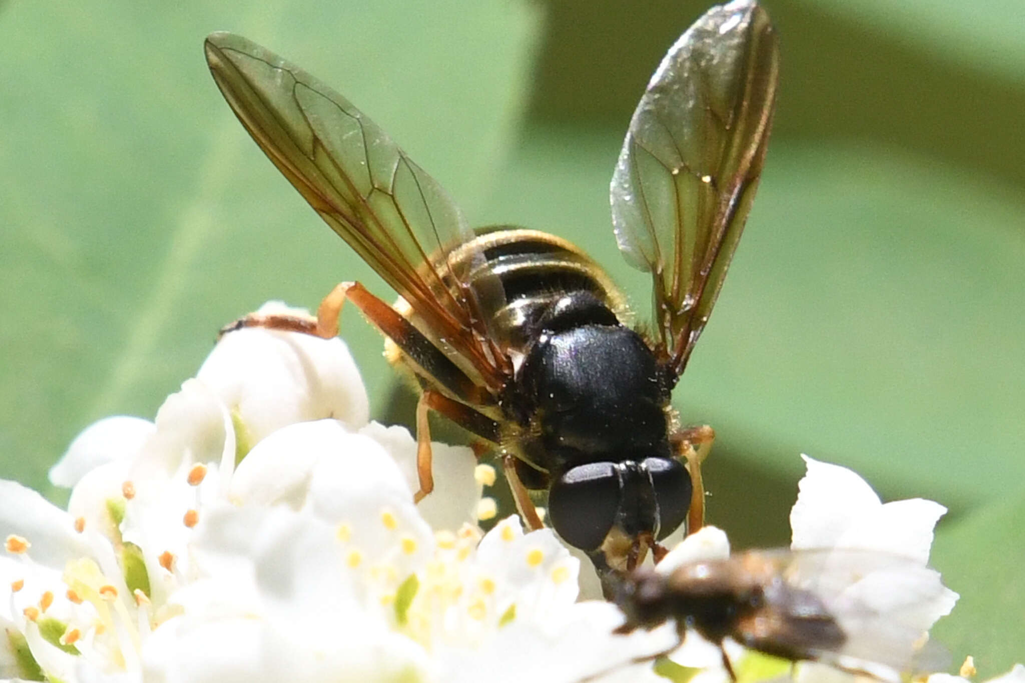 Imagem de Hadromyia aldrichi (Shannon 1916)