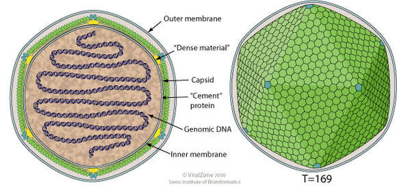 Image of Coccolithovirus