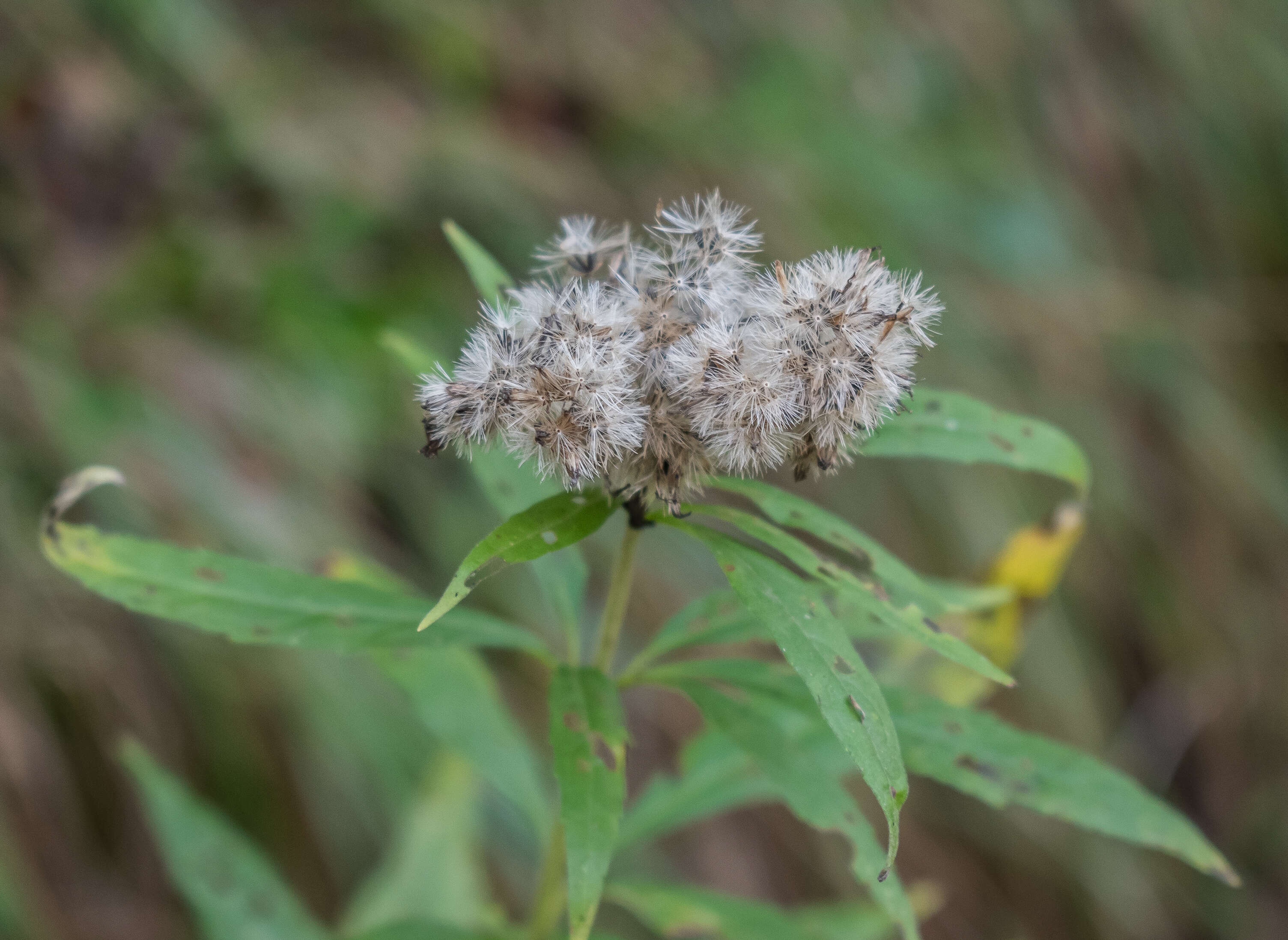 Image of hemp agrimony