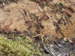 Слика од Formica rufa Linnaeus 1761