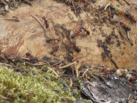 Слика од Formica rufa Linnaeus 1761