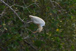 Image of Eastern Cattle Egret