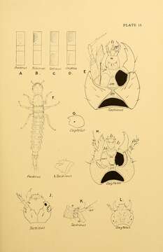 Image of Oxytelus