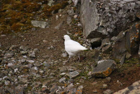 Image of Antarctic Giant-Petrel