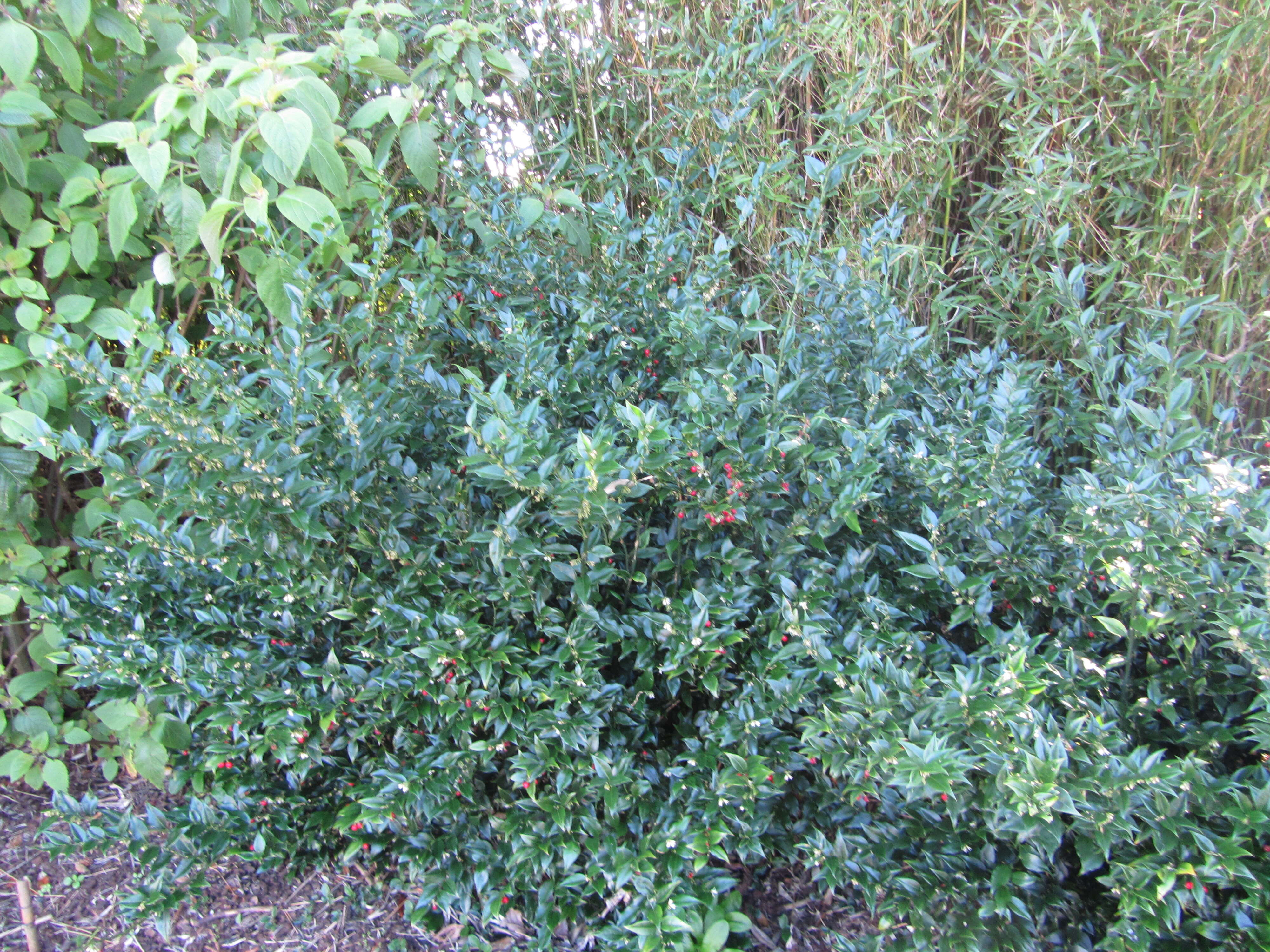 Image of Sarcococca ruscifolia Stapf