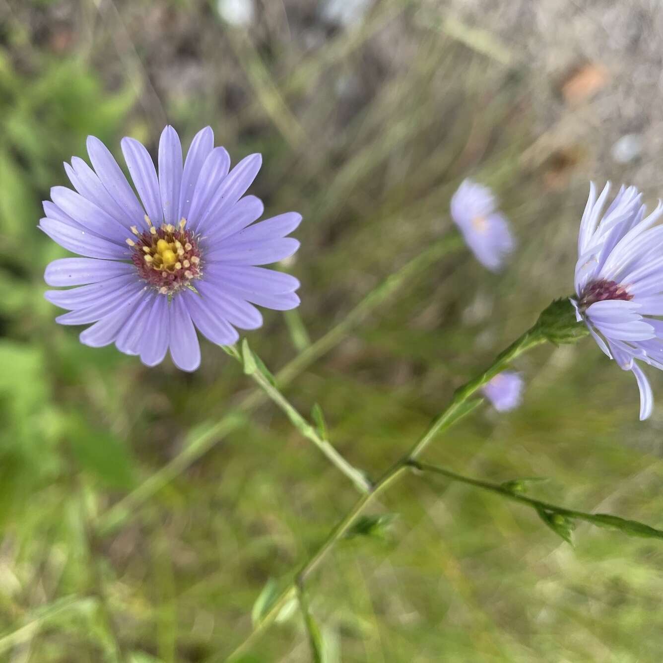 Image de Symphyotrichum rhiannon Weakley & Govus