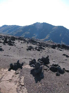 Image of alpine mirrorplant