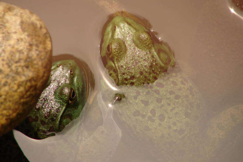 Image of American Bullfrog