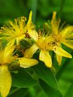 Image of spotted St. Johnswort