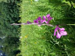 Image of Turkish Marsh Gladiolus