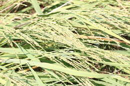 Image of rice