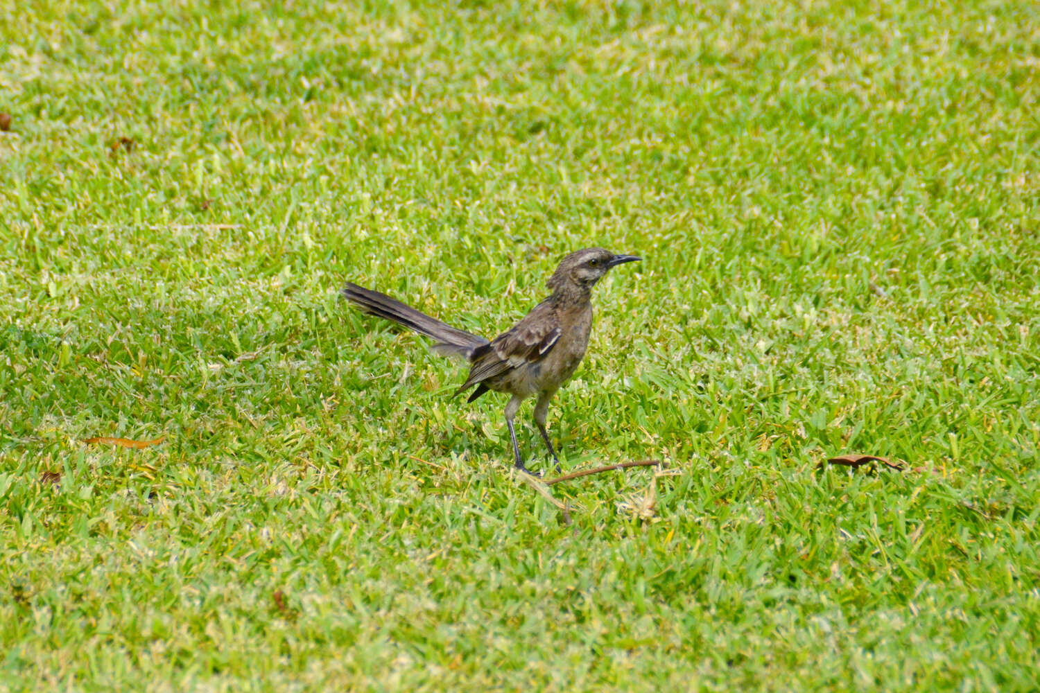 Image of Long-tailed Mockingbird