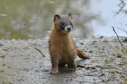 Image of Siberian Weasel
