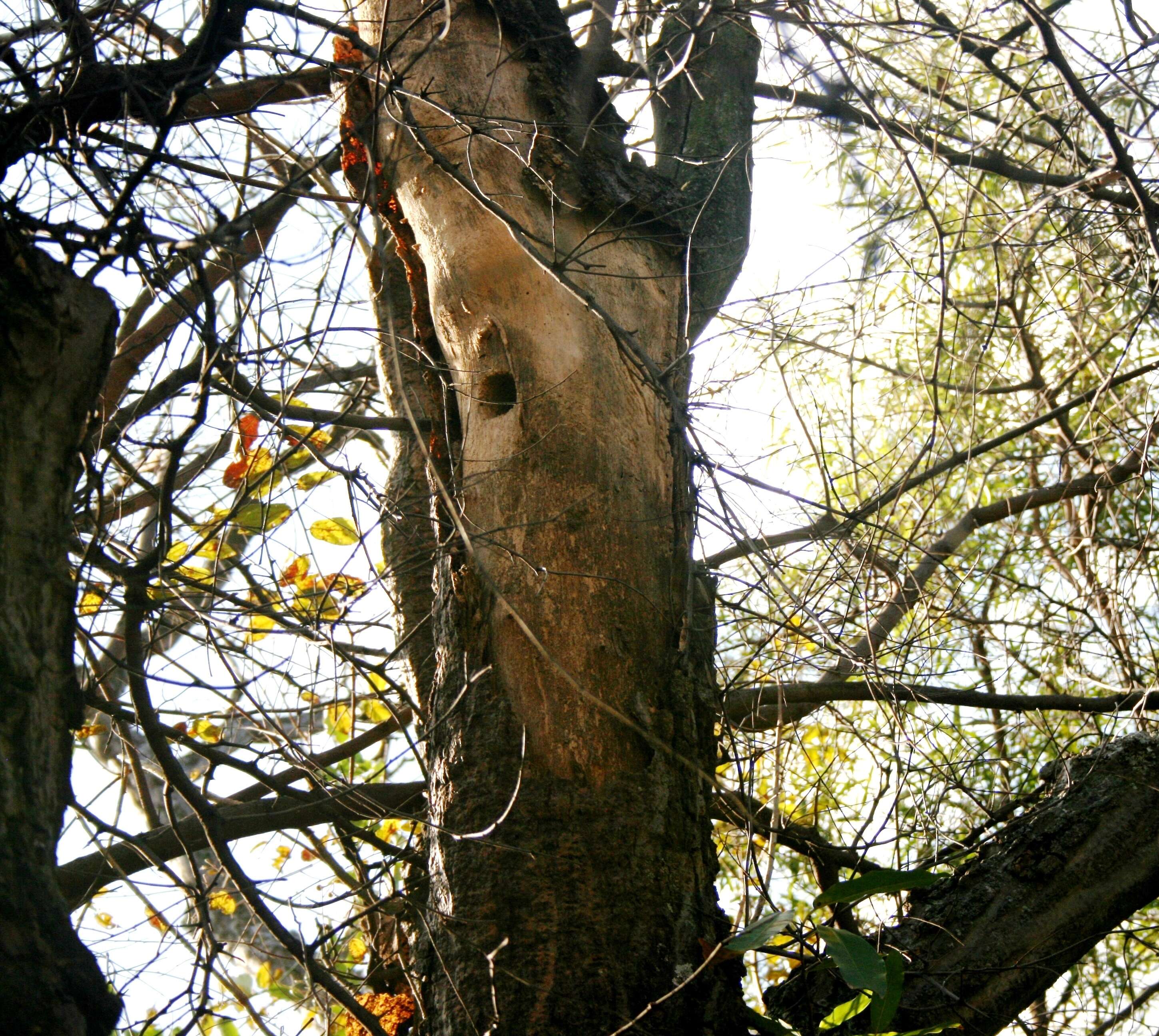 Image of Common Coral tree