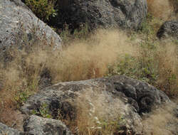 Image of bentgrass