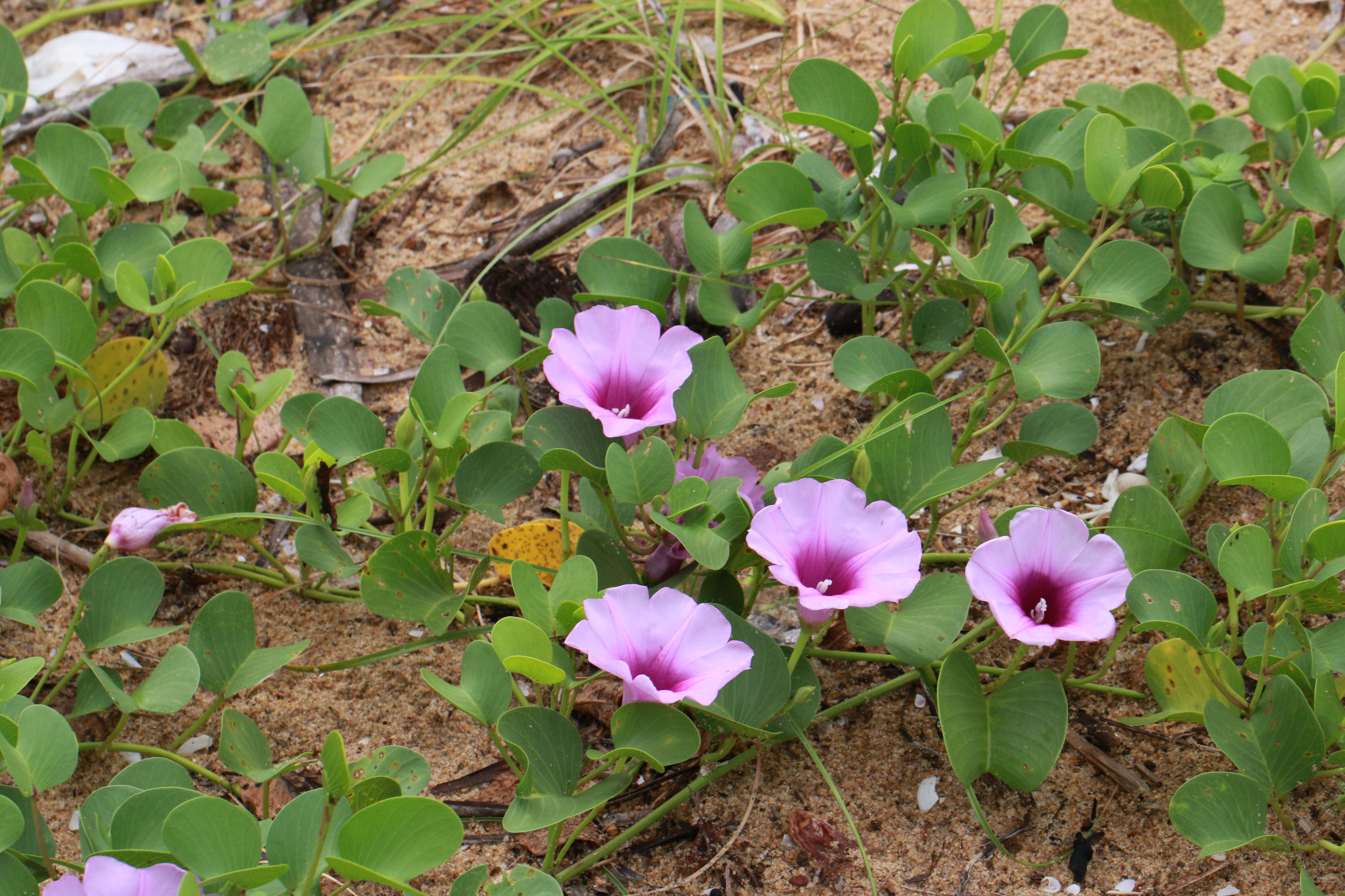 Ipomoea pes-caprae (L.) R. Brown resmi