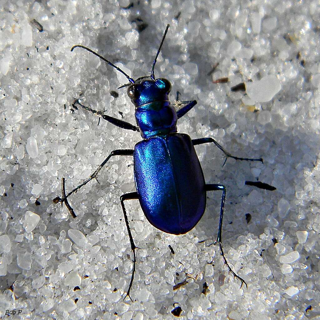 Image of Festive Tiger Beetle